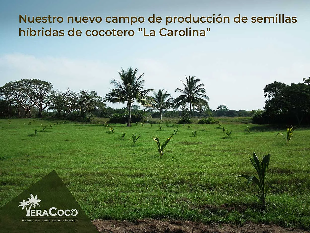 Nuestro nuevo campo de producción de semillas híbridas de cocotero 'La Carolina'