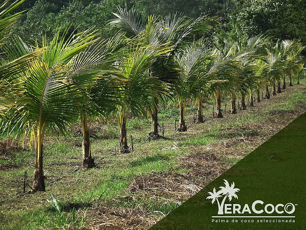 Hilera de palmas Enanas Amarillas Malayas intercaladas cada 4 con una palma Alta del Pacífico que, al alcanzar su madurez, serán las progenitoras y progenitores de nuestras palmas híbridas.
