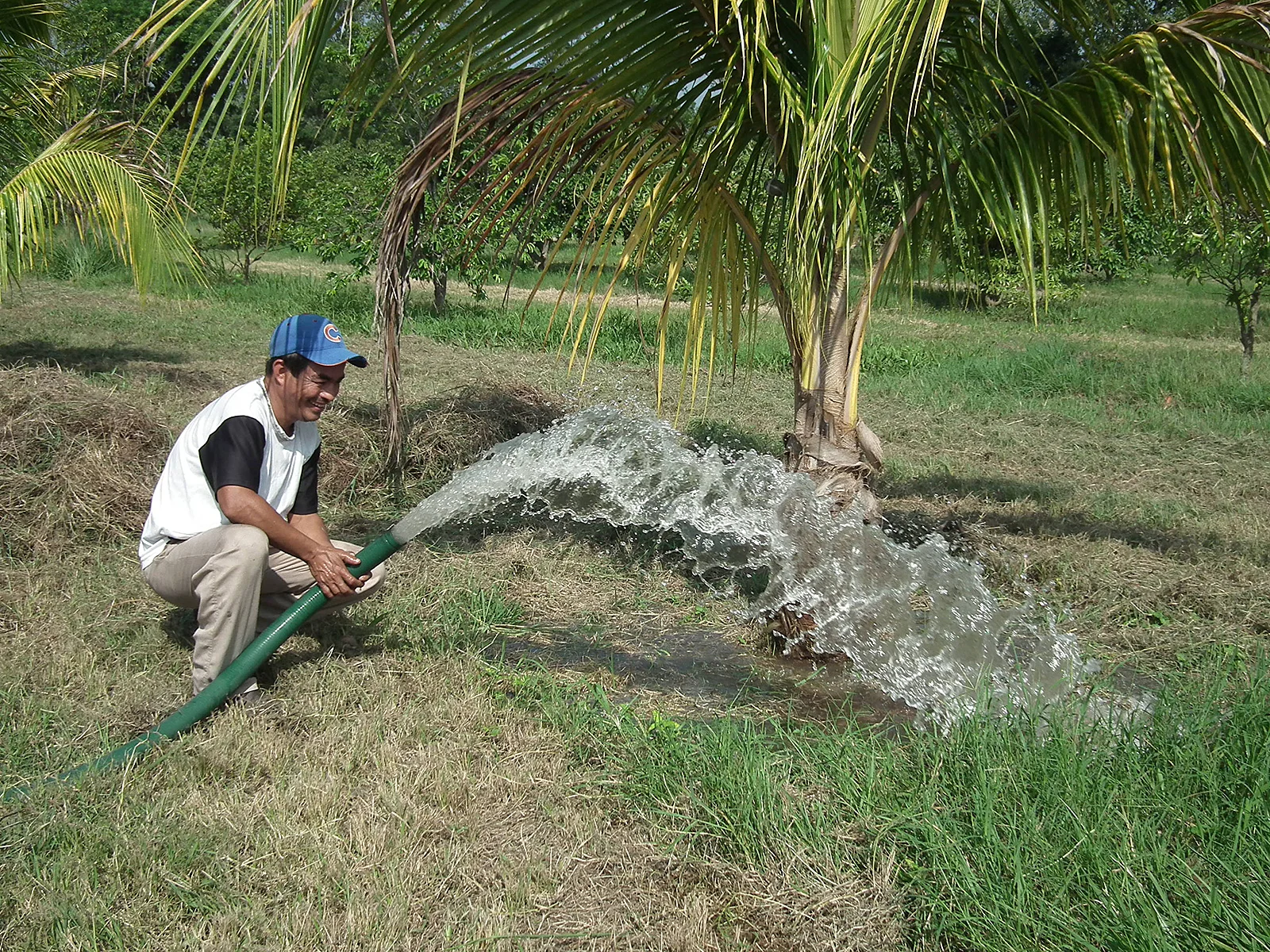 La palma de coco debe recibir 50 litros de agua por semana para su optimo crecimiento y desarrollo.