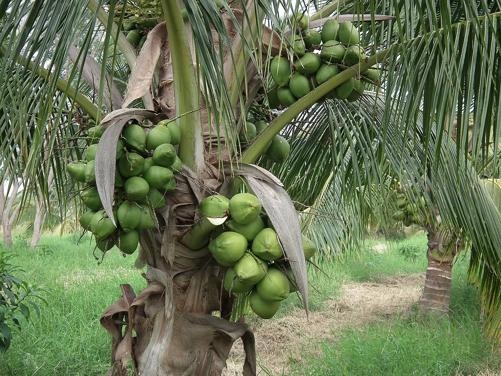 Ejemplar de palma híbrida con racimos de más de 25 cocos.