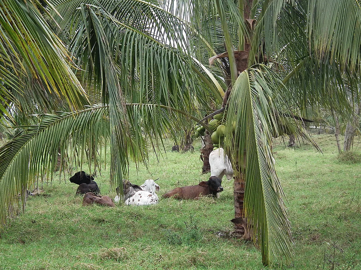 Cocotero de palmas híbridas en potrero de zacate Estrella. Ejemplo de aprovechamiento del espacio, producción de coco y carne.