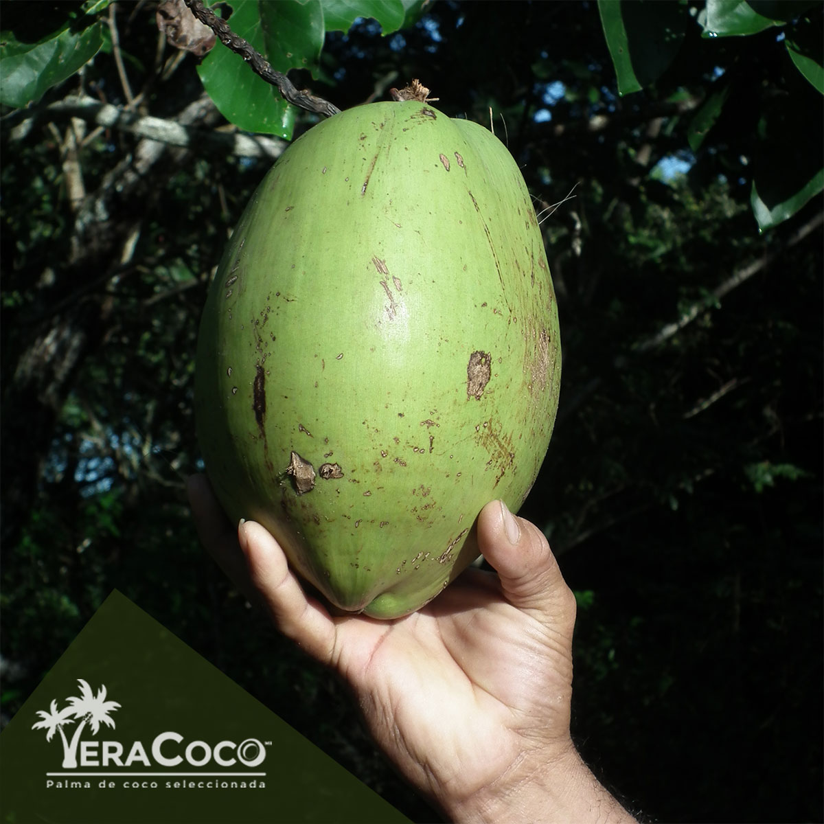 Coco de enano verde brasileño, 450 mililitros de la mejor y más sabrosa agua de coco.