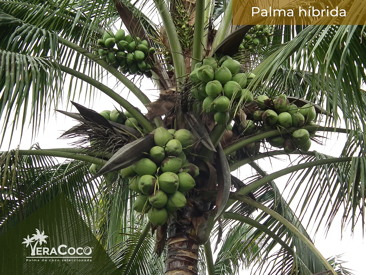 Palmas híbridas. Se puede observar la gran cantidad de racimos así como la gran cantidad de cocos por racimos que da esta variedad.