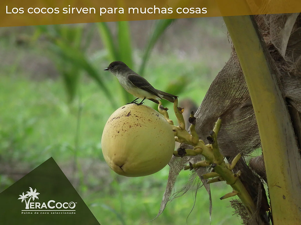 Ave sobre coco híbrido en Huerta VeraCoco