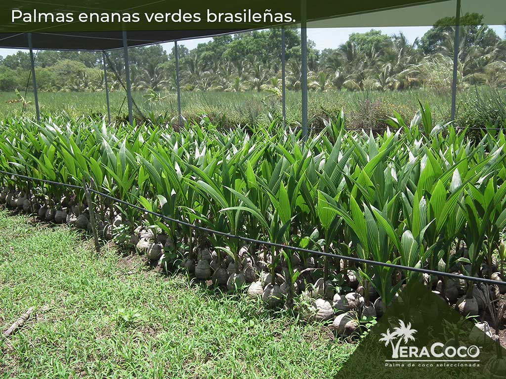 Palmas enanas verdes brasileñas en nuestro invernadero, listas para ser embolsadas.
                     