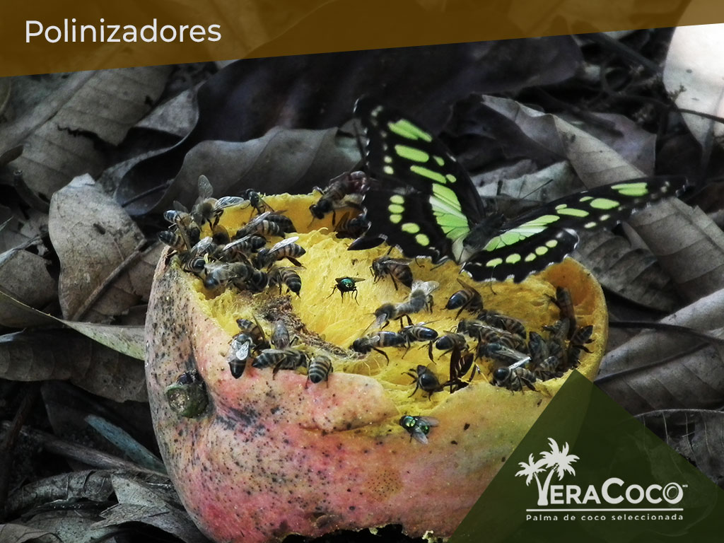 Nuestros polinizadores felices chupando el néctar de los mangos. El último corte de nuestros mangos que se encuentran en VeraCoco se los dejamos a ellos. ¿Se imaginan el sabor de esa miel hecha de néctar de mango y pólen de palma de coco?