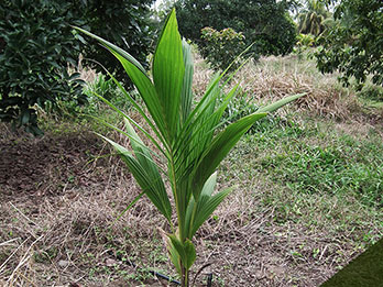 Ejemplar joven de palma enana verde brasileña