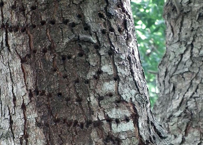 ¿Quién hace estos agujeritos en el árbol de neem? 